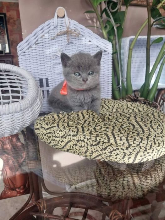 Котята шотландцы