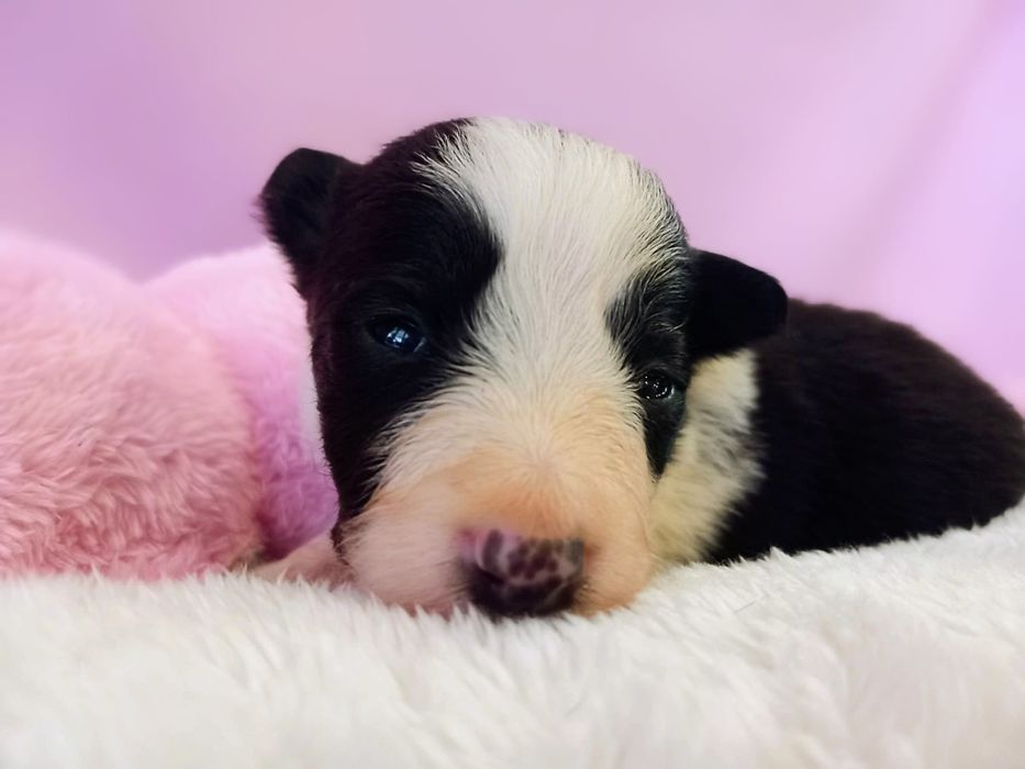 Border Collie suczka Krysia