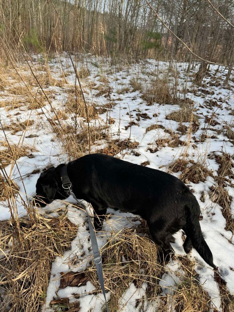Suczka KAWKA rasy Labrador szuka domku
