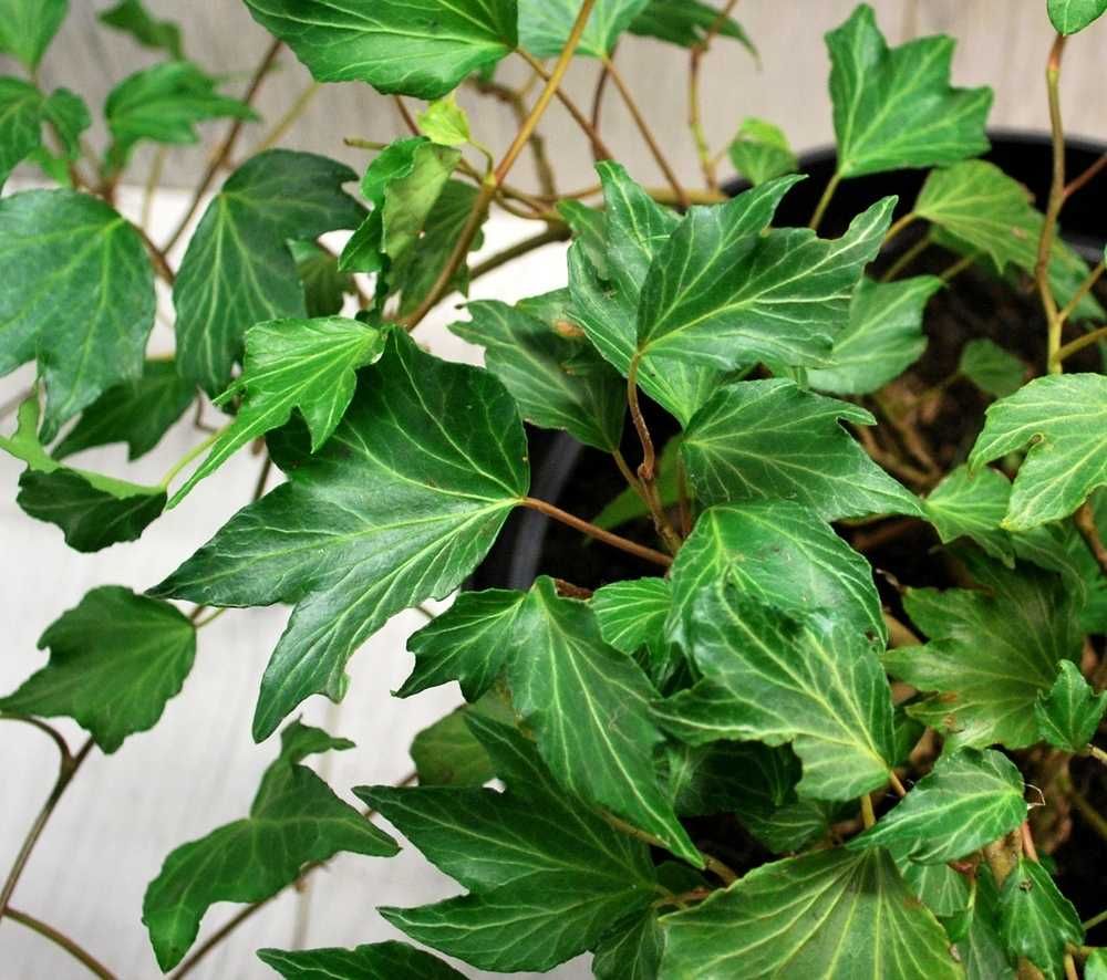 Bluszcz Pospolity 'Green Ripple' - Hedera Helix 10
