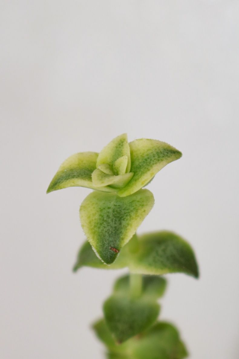 Vendo varias plantas e suculentas