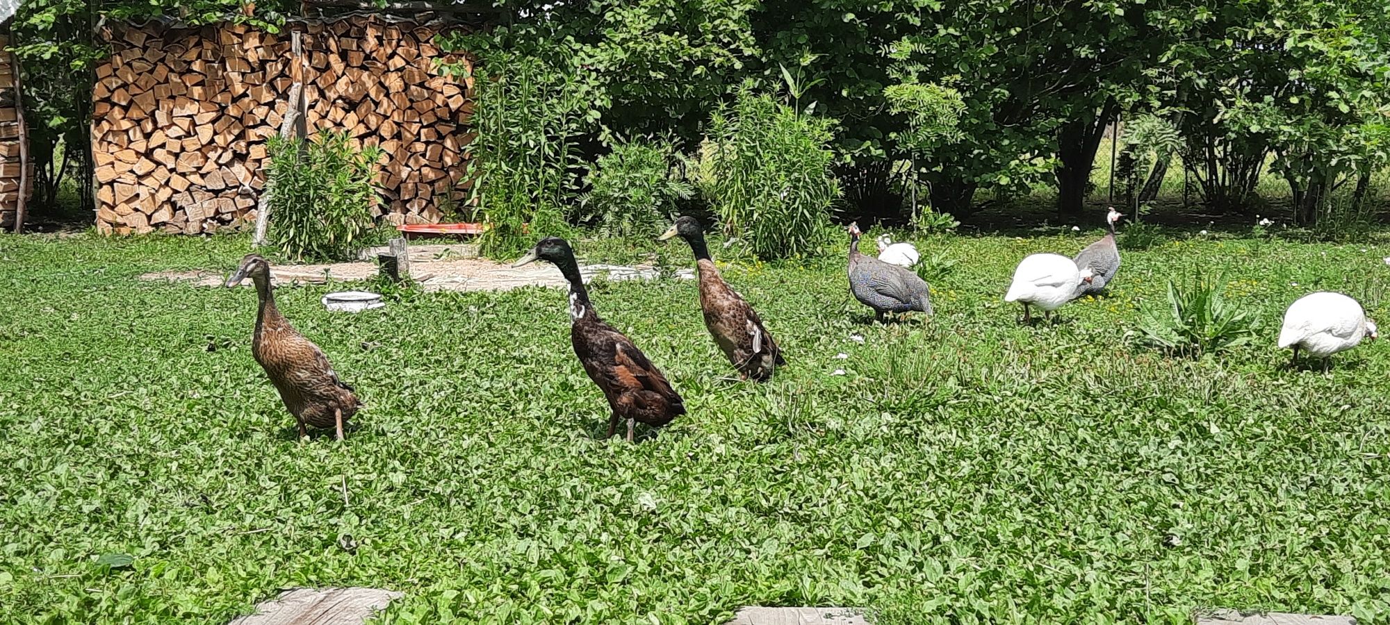 Biegus indyjski, kaczorek
