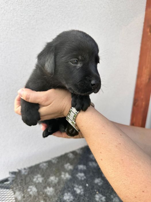 Piesek Labrador Retriever , ksiażeczka zdrowia, rodowód, umowa