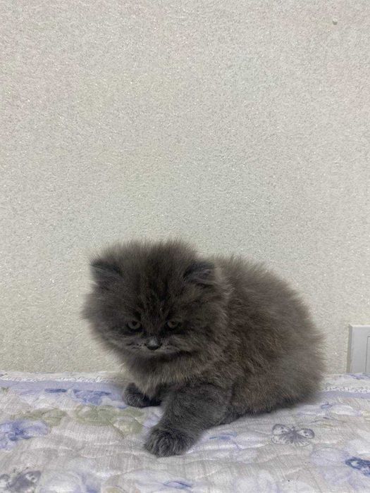 Котеня Британець