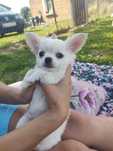 Chihuahua długowłosa
