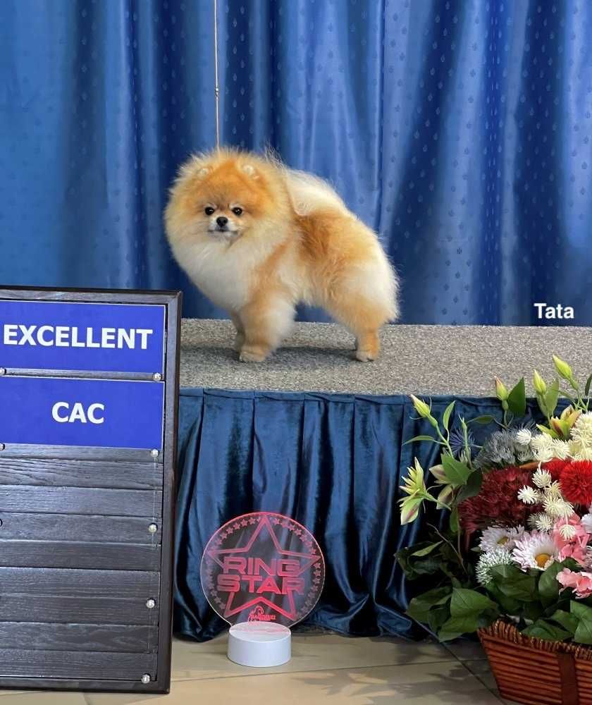 Szpic pomeranian