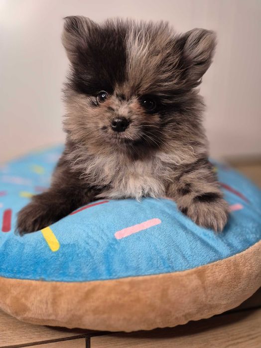 Śliczny Pomeranian (Blu Merle) TEO