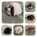 -mini lop- króliki miniaturki baranek miniaturka