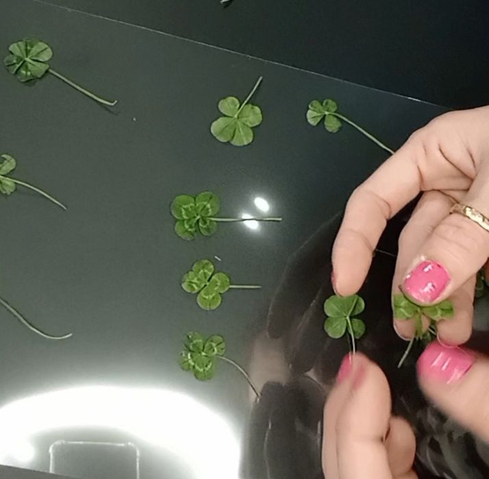 Trevo de quatro folhas