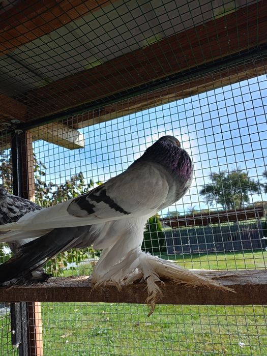 Garłacz garłacze 25r