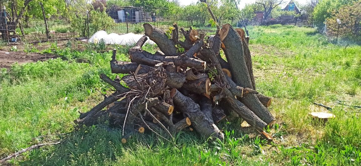 Дрова не різані фруктових дерев