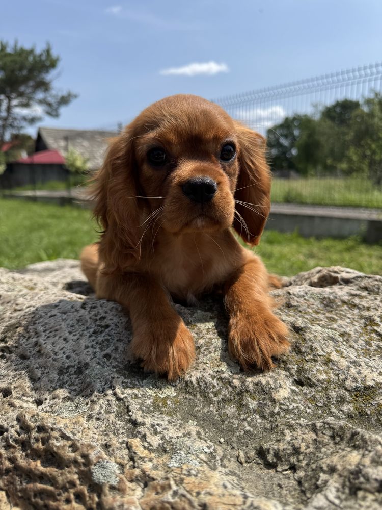 Poesek ruby - Cavalier King Charles Spaniel