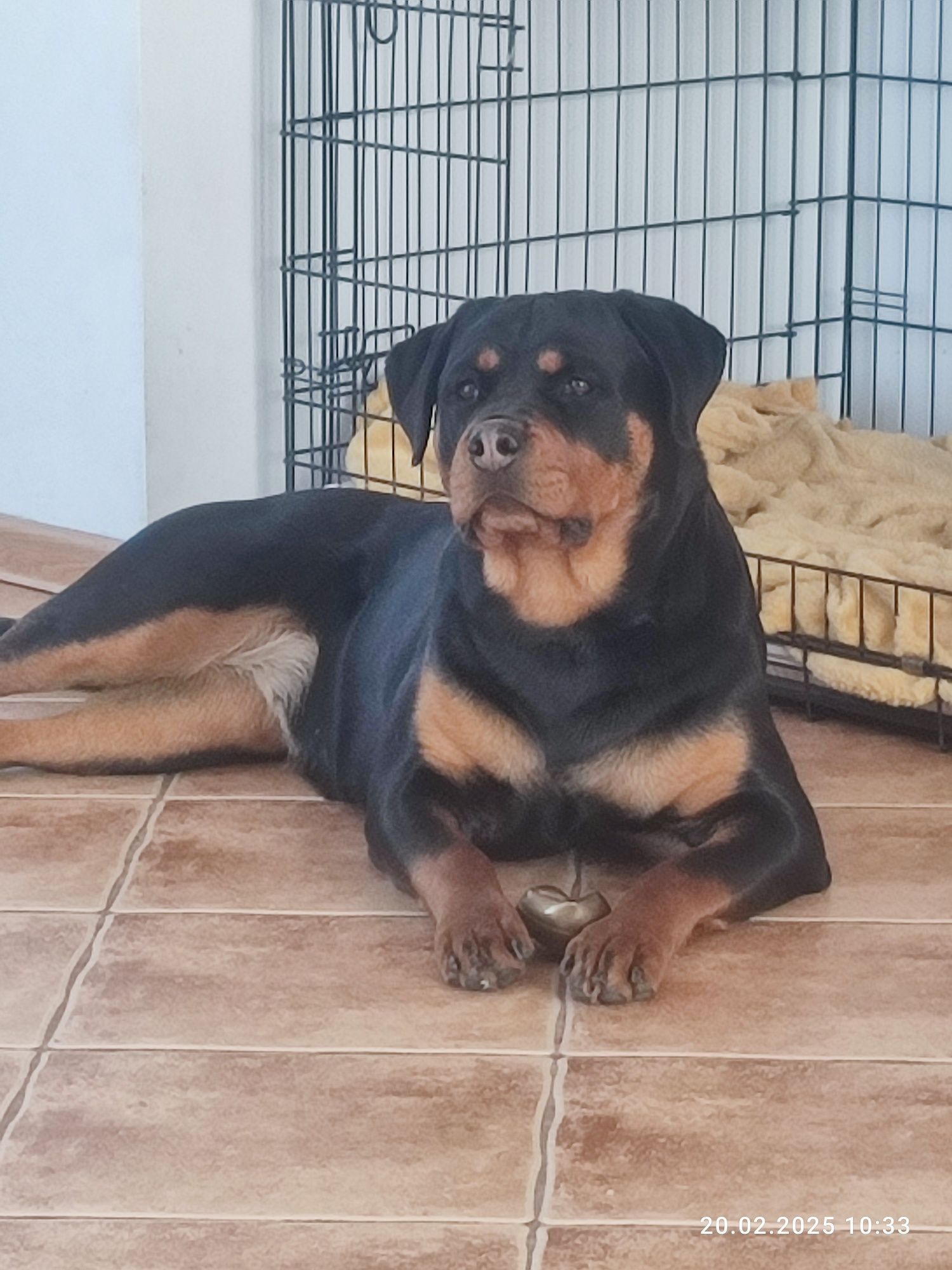 Rottweiler szczenię FCI zapowiedź miotu