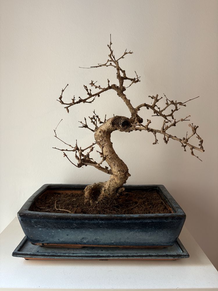 Tronco bonsai aquario