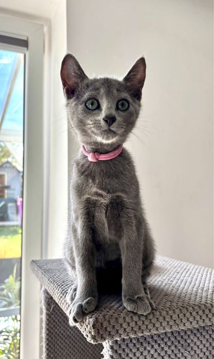 Kocięta rosyjskie niebieskie z rodowodem FPL - koteczka