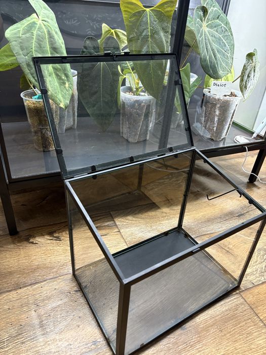 Miniszklarnia witryna