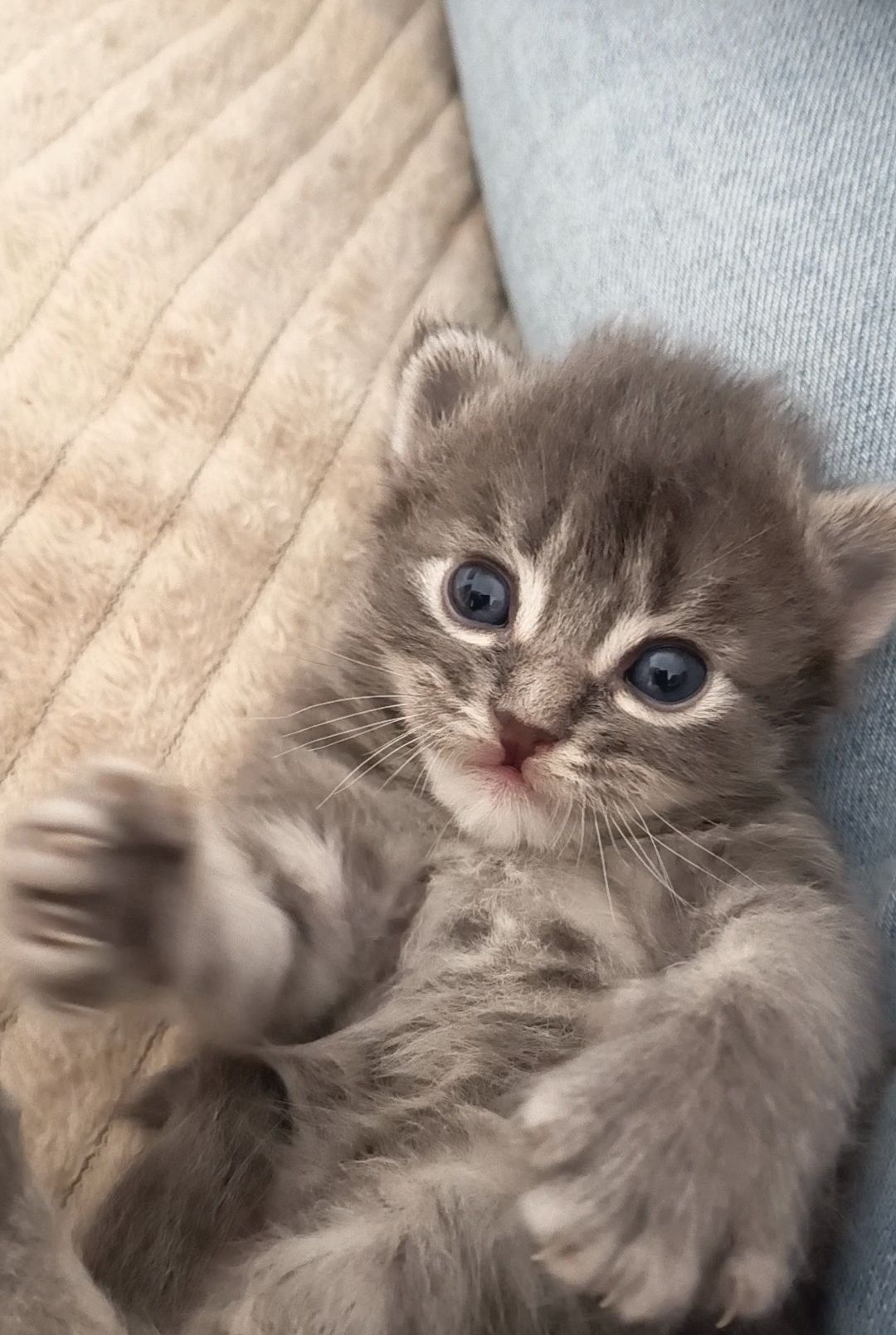 3 gatinhos para doação responsável