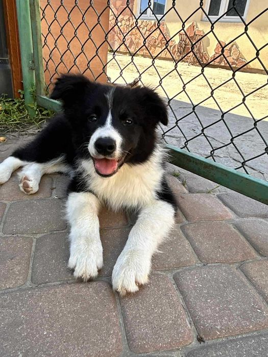 Piesek Border Collie ZKWP/FCI