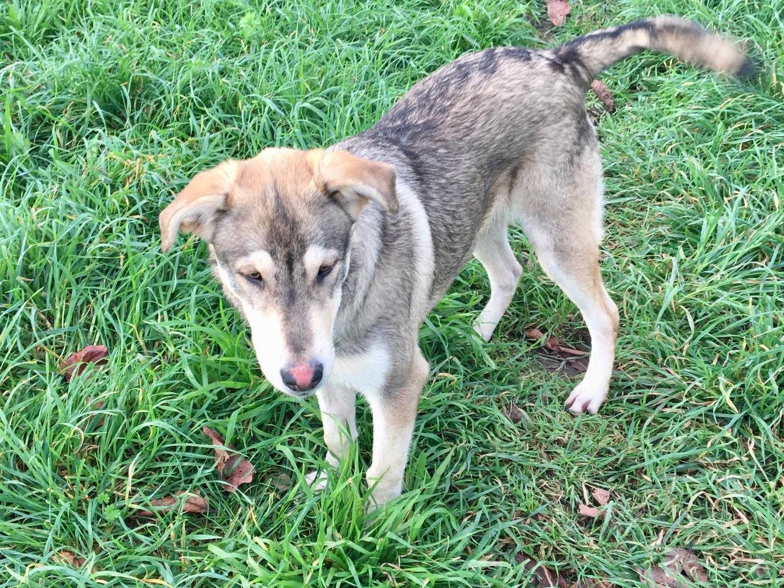 Adoção responsável de três cães.