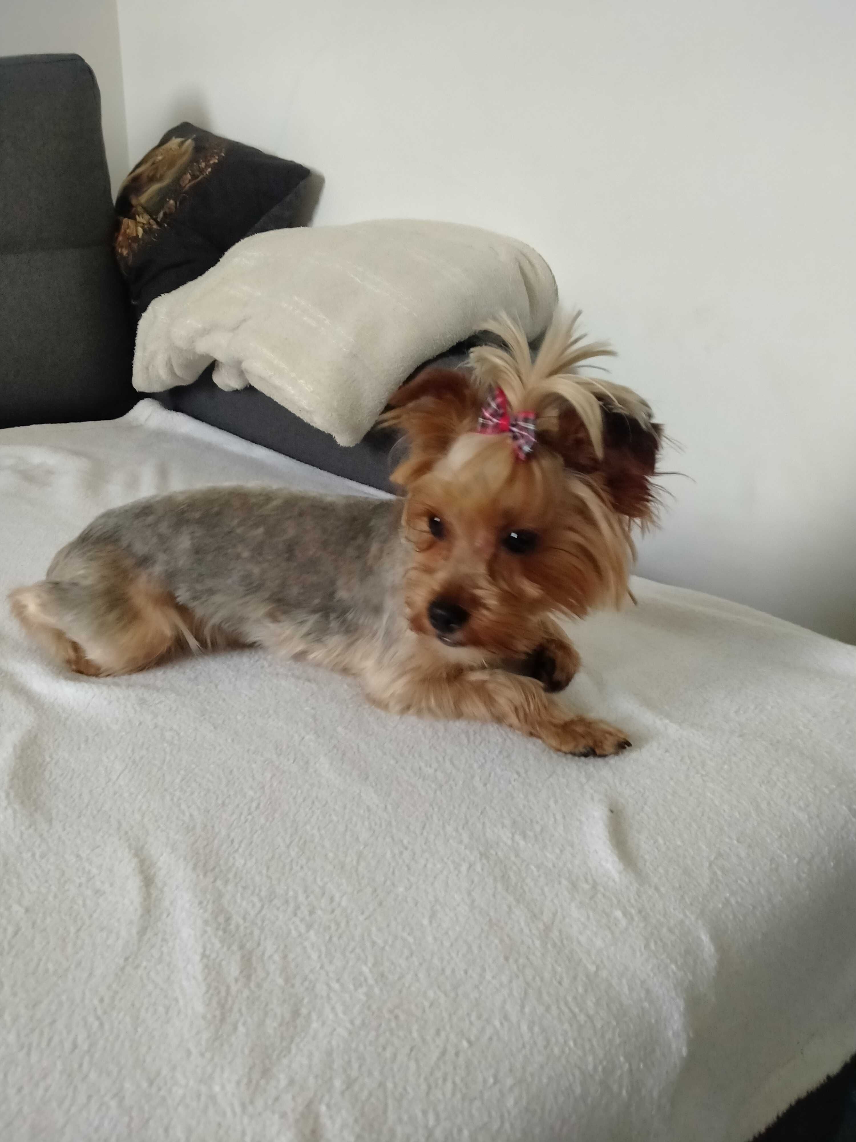 Yorkshire terrier suczka