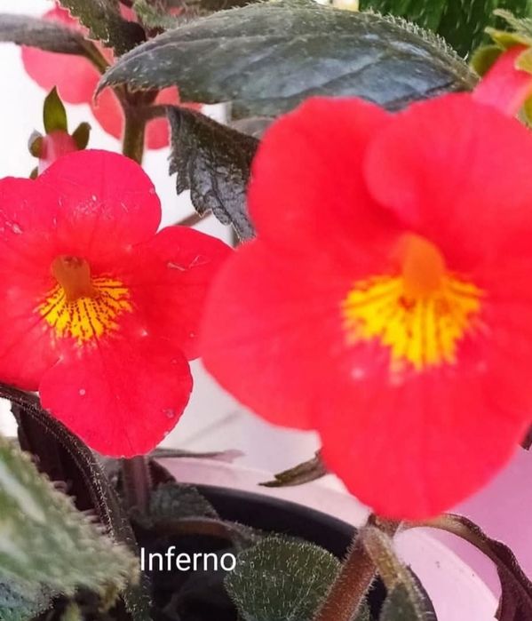 Ахіменеси (ахимынесы)  різоми