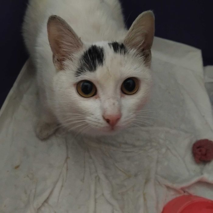 Киця кішка кошка кошечка у добрі руки