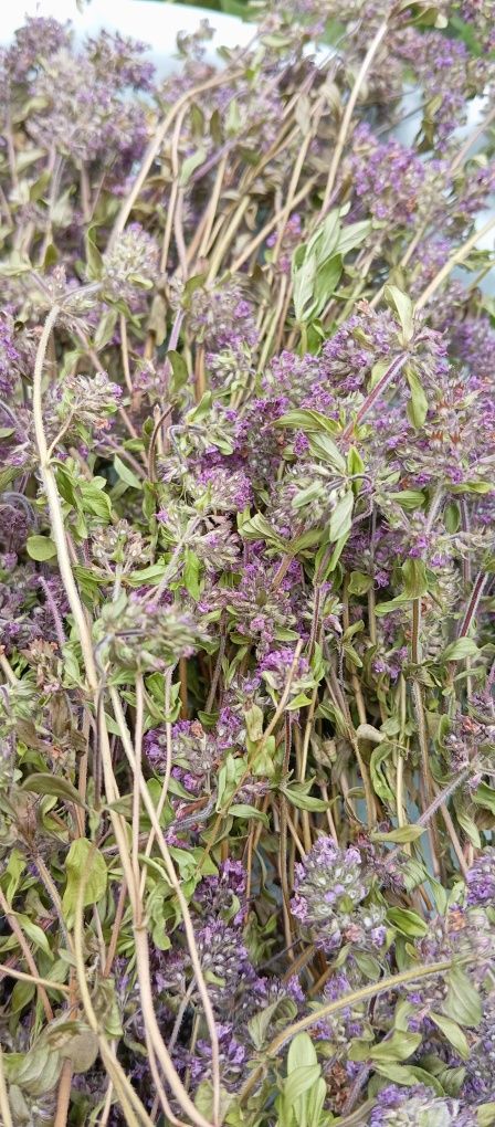 Чебрець ( Thymus serpyllum )