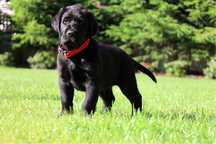 Labrador Retriever ZKwP FCI Czarny Gotowy na zmiane domku