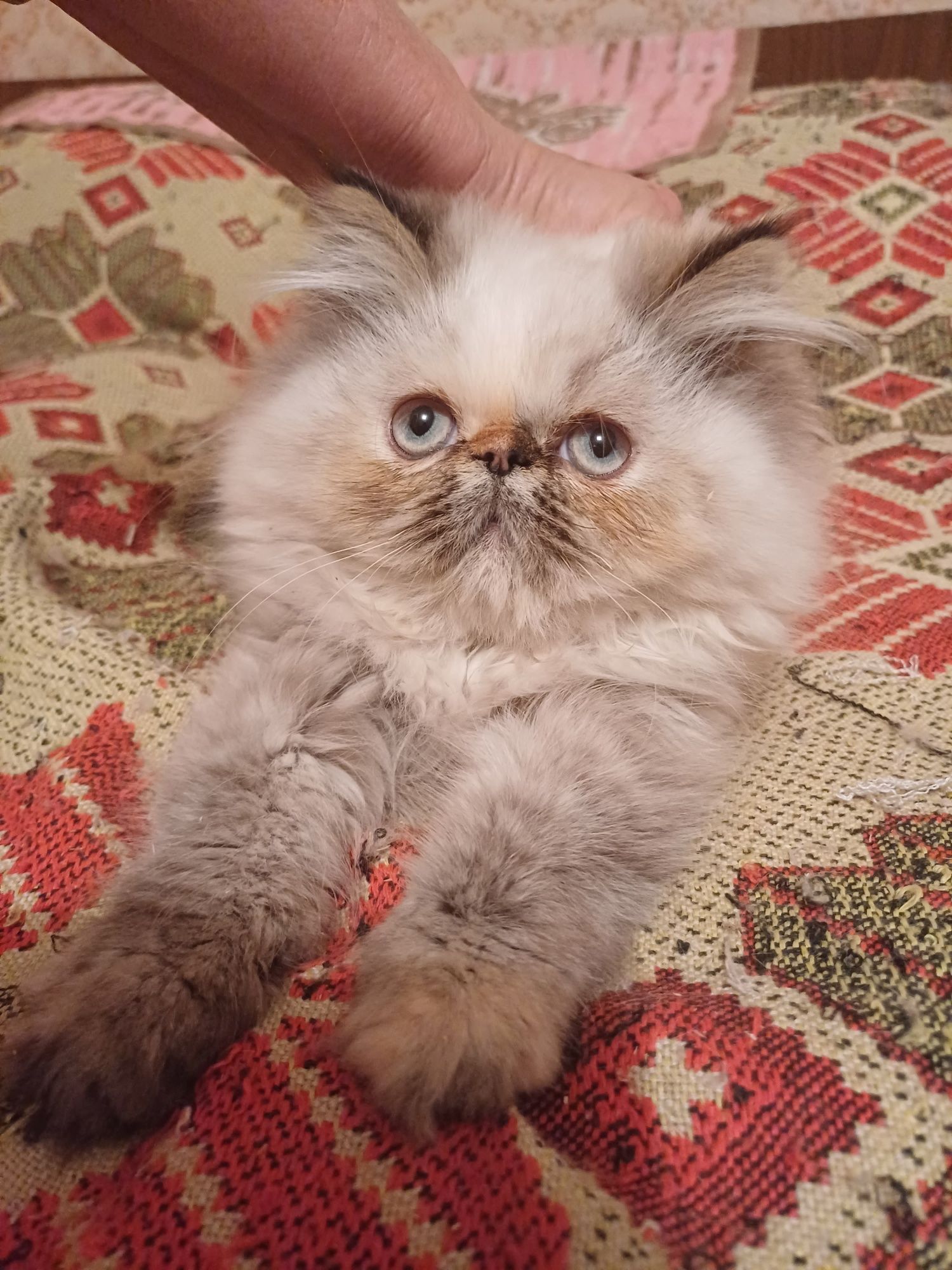 Кiшка персидська, кошеня перс-екстремал