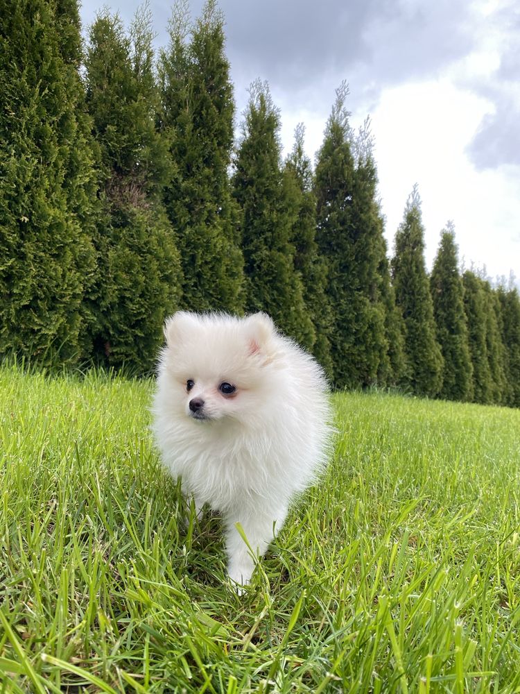 Pomeranian Szpic Miniaturowy Boo biały   ZKwP już do odbioru!!!