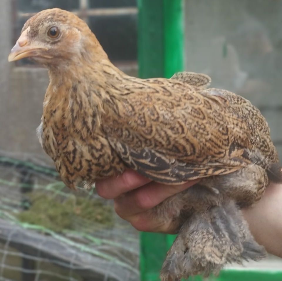 Kura Brahma miniatura , kury, kaczki