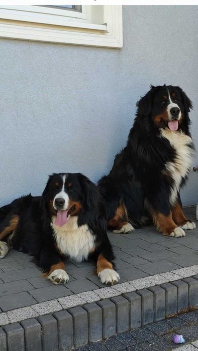 Berneński pies pasterski.