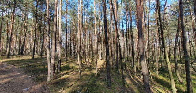 LAS, GARWOLIN, teren do zalesienia