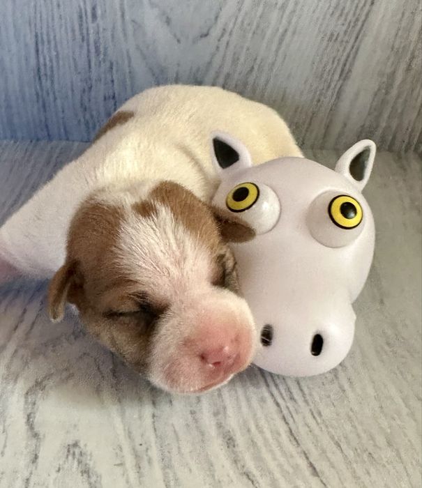 Бело-рыжий гладкий мальчик