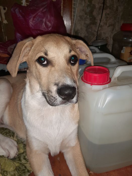 Песик метіс 3 місяці.