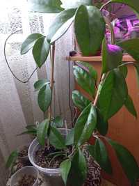 Хойя hoya Pubicalyx cv.jungle garden зрізом та вкоріненні
