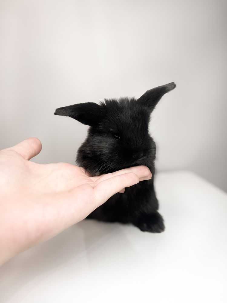 Śliczny Mini lopek królik