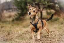 Neila ok.5 let.malutka, nakolankowa sunia do pilnej adopcji Dorcia Sav