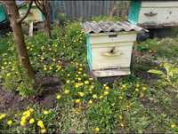 Продам бджолосім'ї вулики бджоли можна з вуликами
