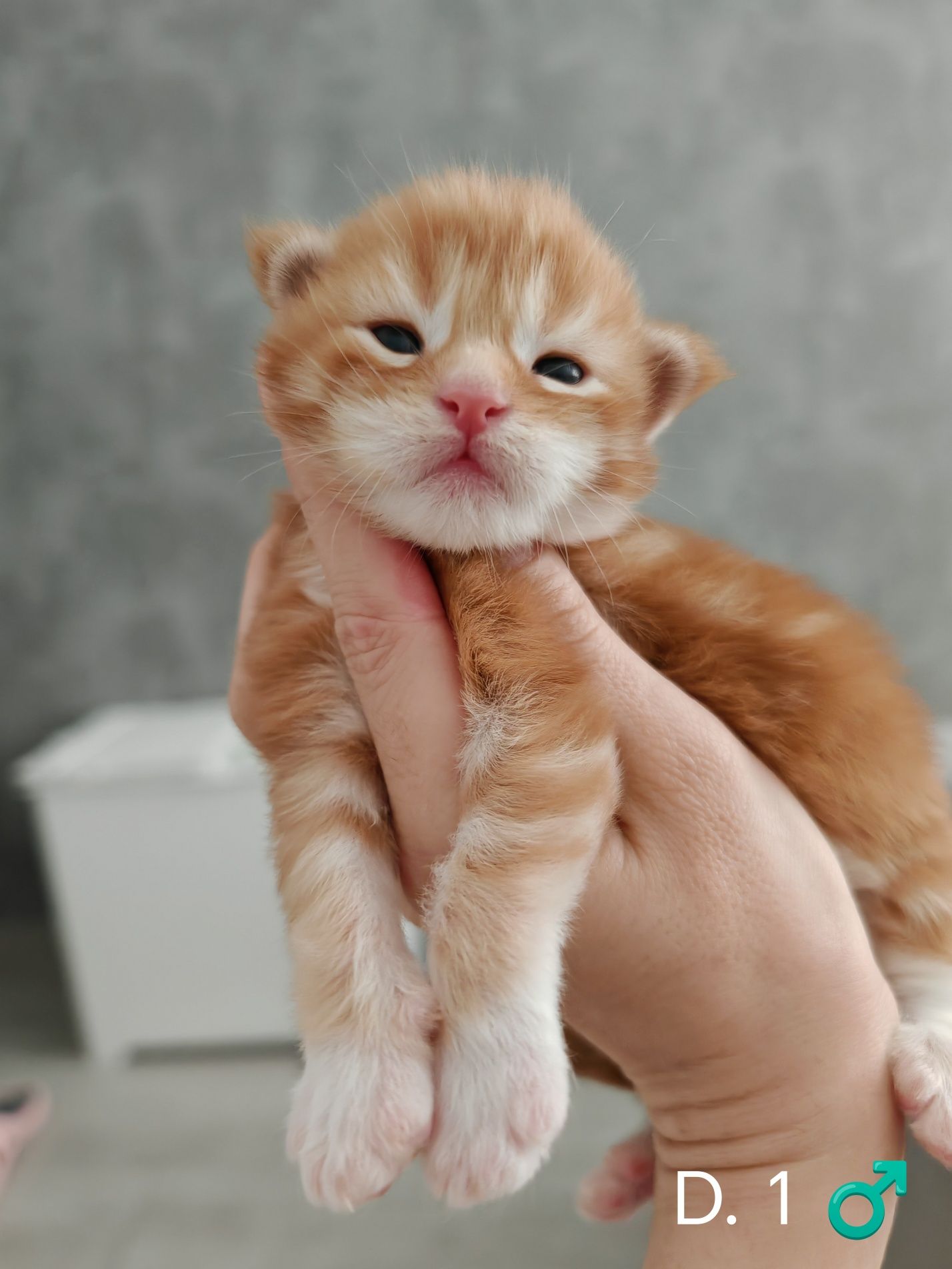 Rudy klasyczne pręgowany z bielą kocurek Maine Coon