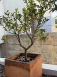 Lote 2 Kumquats já com Fruta, com vasos em barro feitos à mão