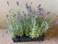 Lavandas angustifolias