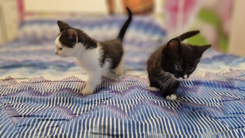 Віддам котика в добрі руки