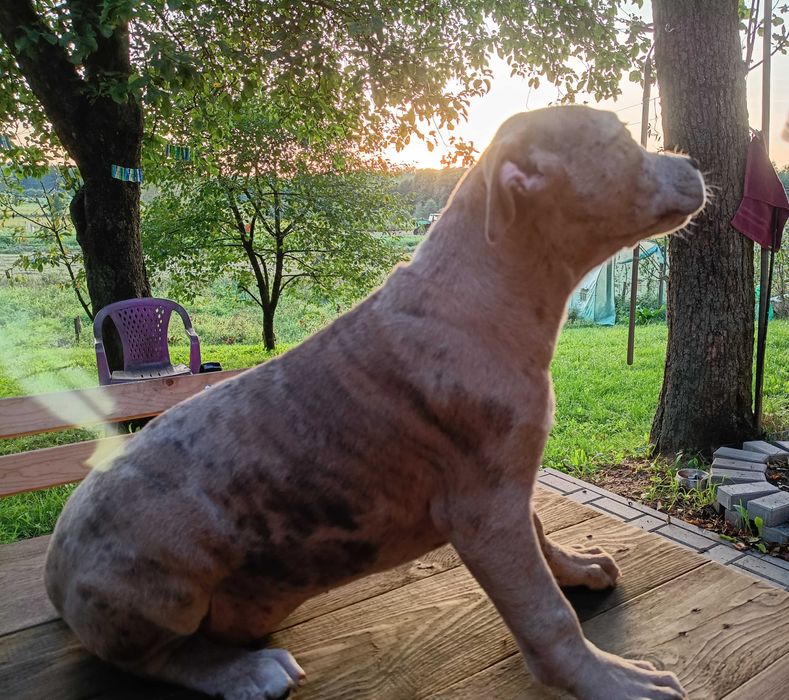 Piękna suczka amstaff MERLE OKAZJA