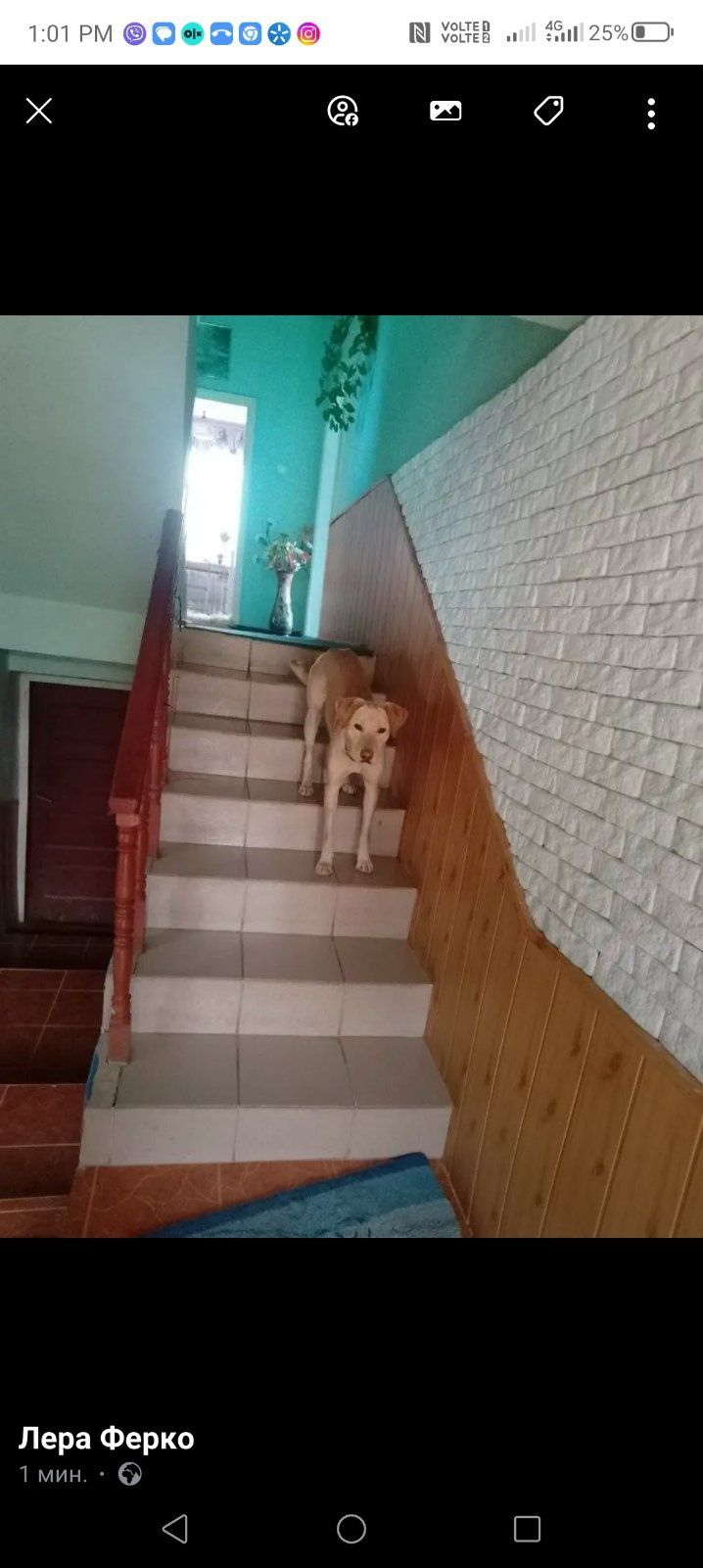 Собака лабрадор молодий