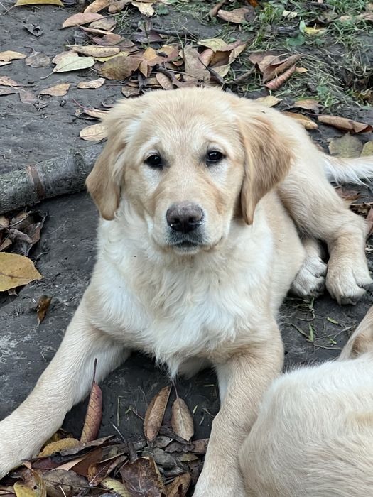Продаються чистокровні цуценята  золотистого ретривера