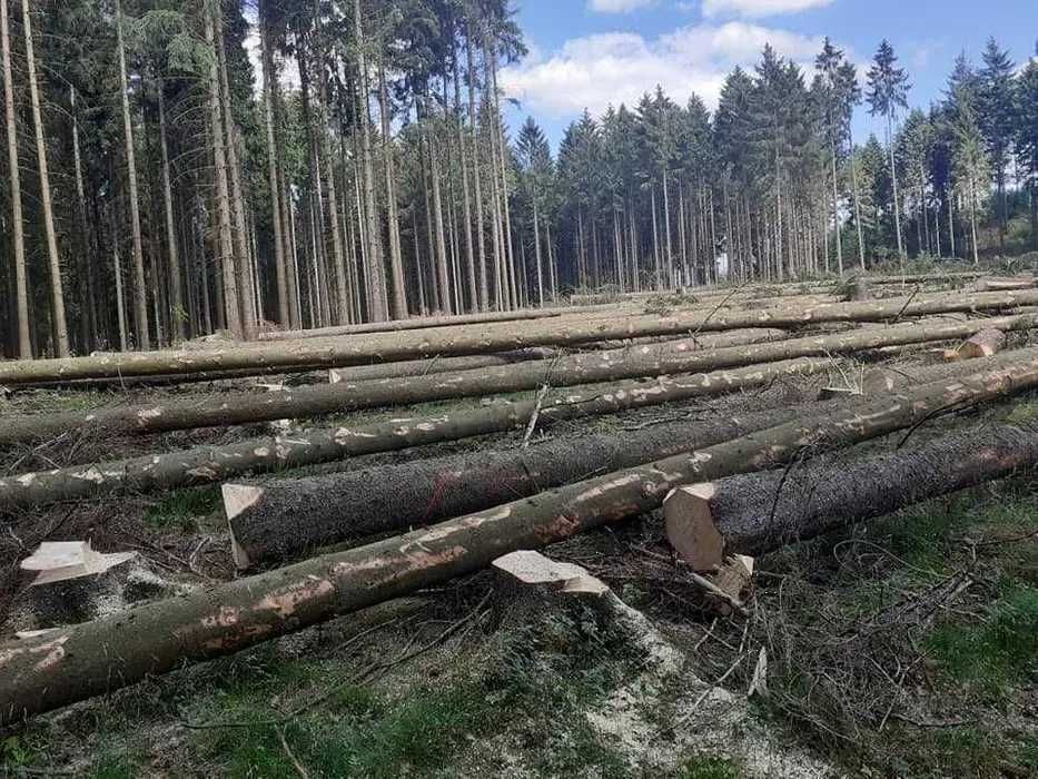 Wycinka Drzew Przycinka Czyszczenie Działek Rębak Cięcie Drewna