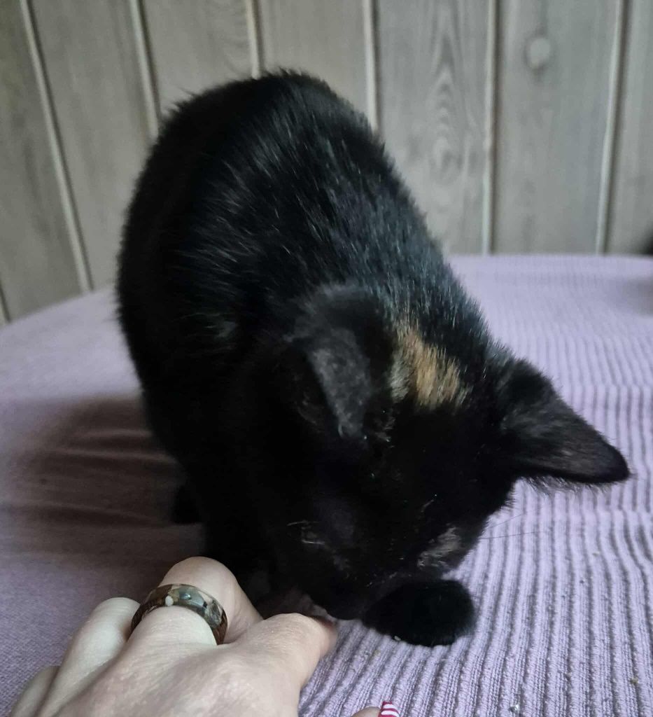 Zosia, kotka do adopcji. Kot, kotek