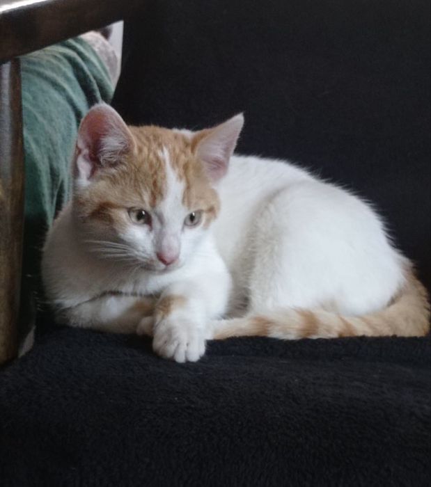 Kotek 6 miesięczny do adopcji