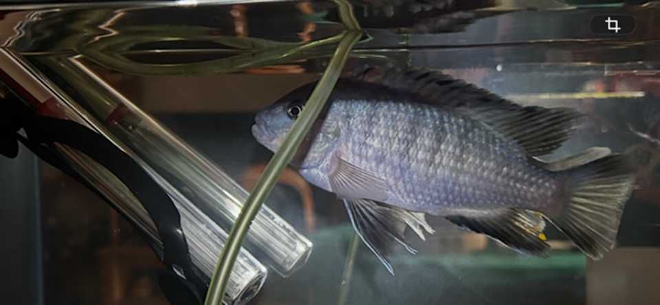 Aulonocara Electric Blue